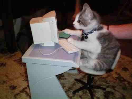 a kitten at a computer